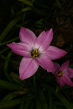 Ipheion uniflorum 'Charlotte Bishop' RCP3-10 066 is Tristagma uniflora  'Charlotte Bishop'.jpg